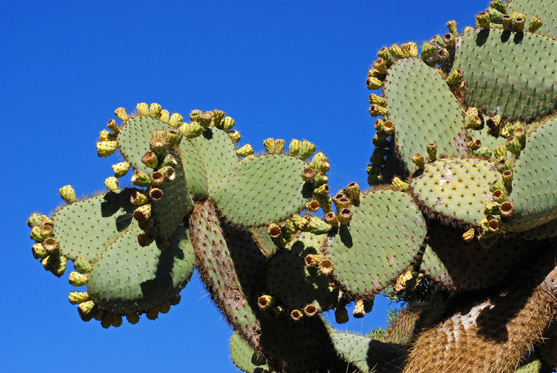 Echinopsis atacamensis