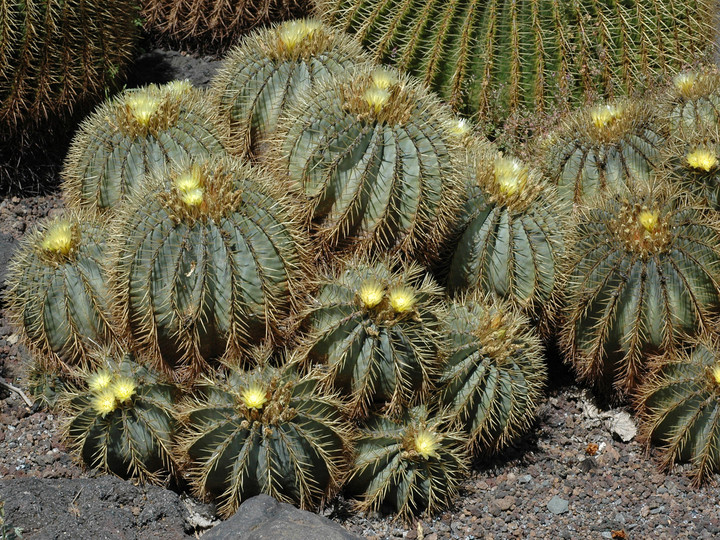 Ferocactus glausescens