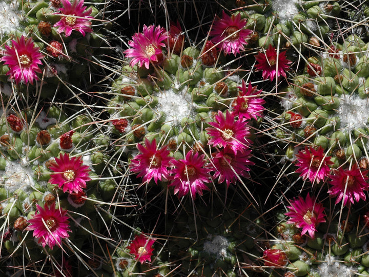 Mammillaria compressa