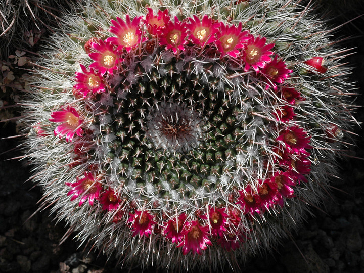 Mammillaria mystax