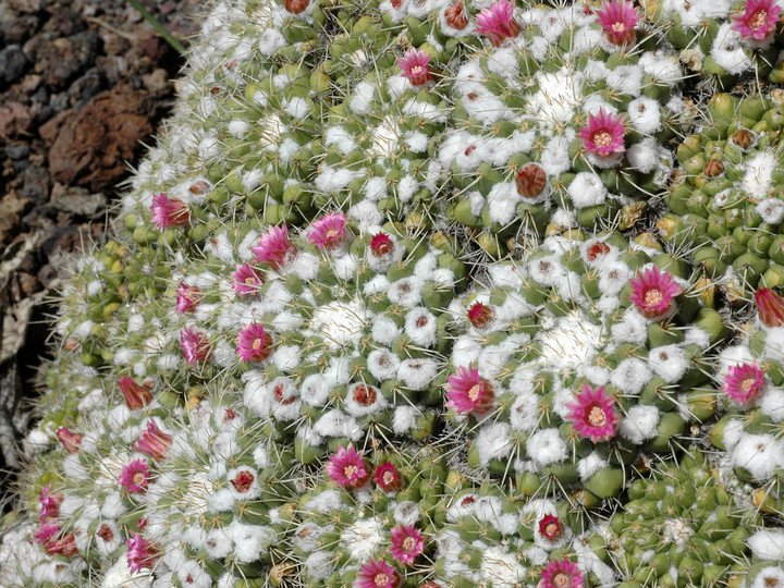 Mammillaria karwinskiana