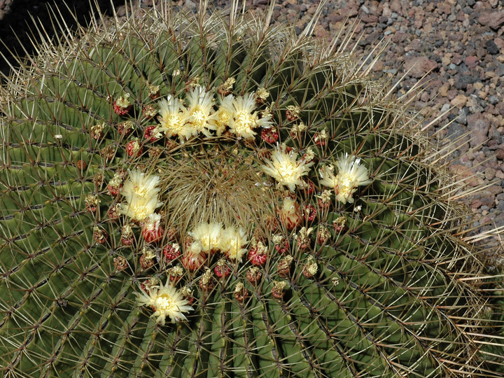 Ferocactus natrix