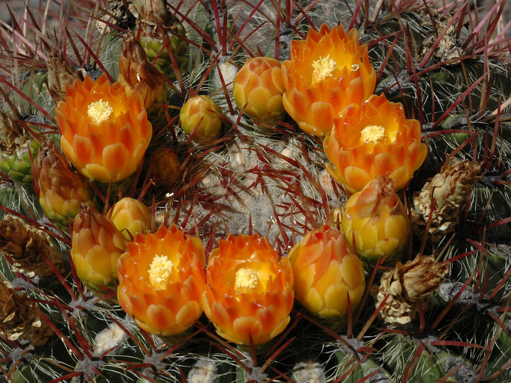 Mammillaria longimamma