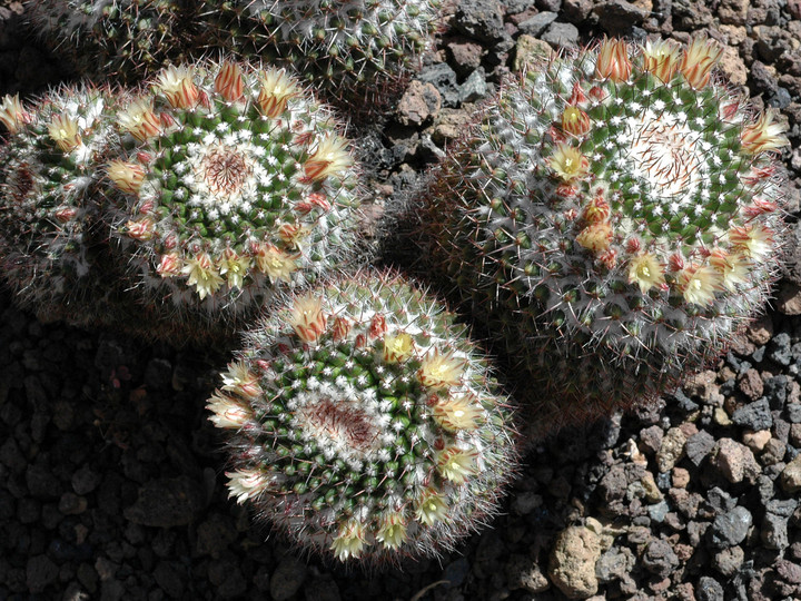 Mammillaria sp.