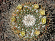 Ferocactus glausescens