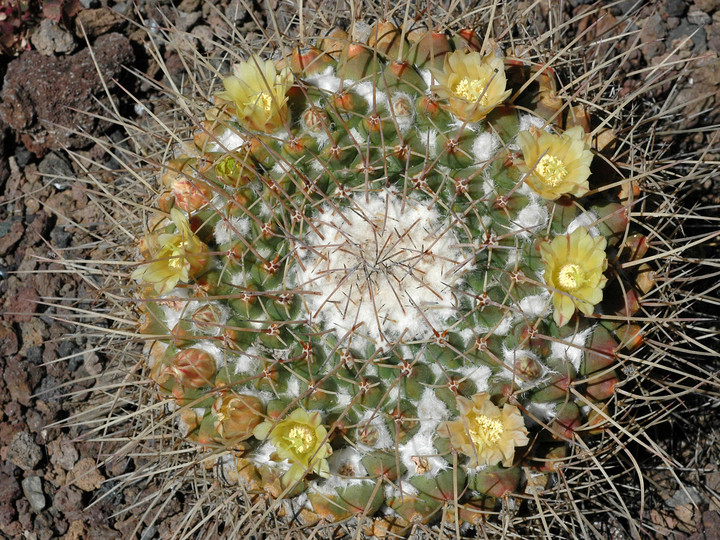 Mammillaria winteri