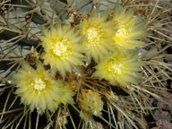 Ferocactus glausescens