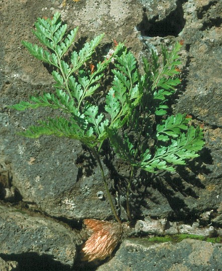 Davallia canariensis