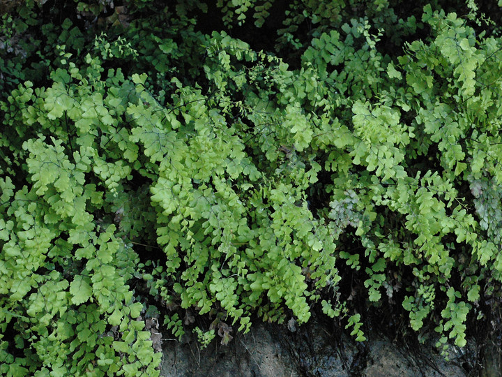 Adianthum capillus-veneris