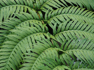 Woodwardia radicans