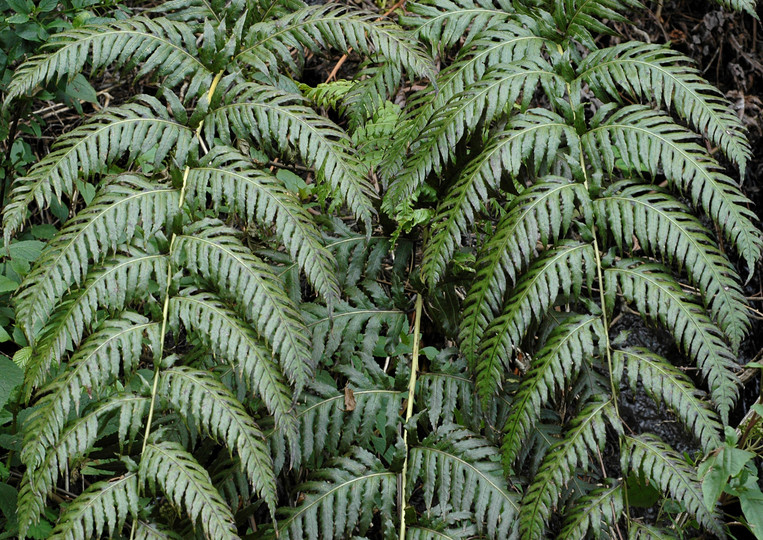 Woodwardia radicans