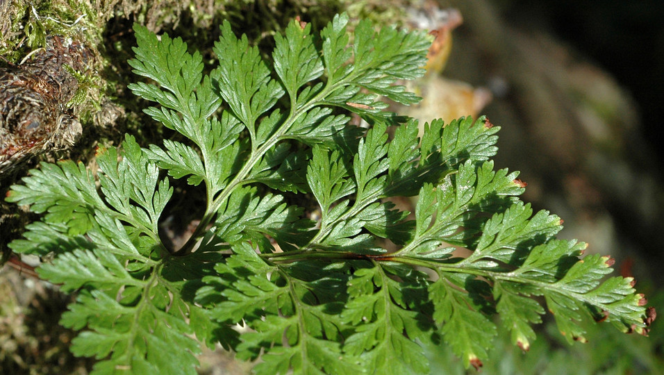 Davallia canariensis