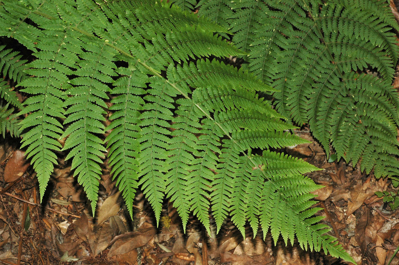 Dryopteris oligodonta