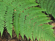 Dryopteris oligodonta