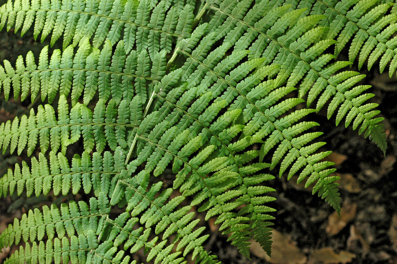 Dryopteris oligodonta