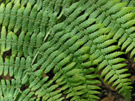 Dryopteris oligodonta