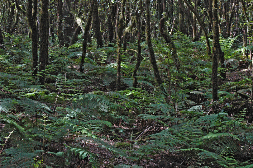 Dryopteris oligodonta