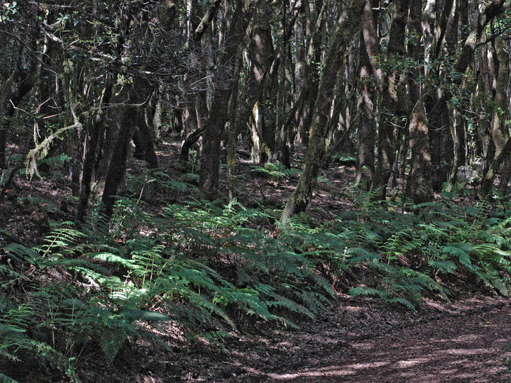 Dryopteris oligodonta