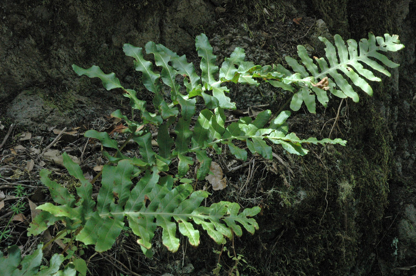 Polypodium macaronesicum