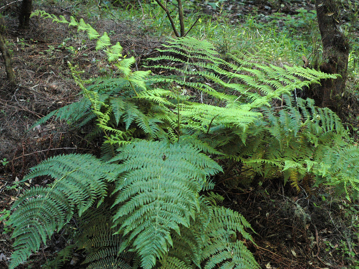 Dryopteris oligodonta