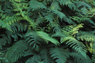 Dryopteris oligodonta