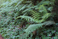 Dryopteris oligodonta