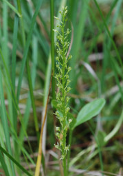 Microstylis monophyllus