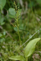 Microstylis monophyllus