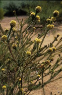 Conothamnus aureus