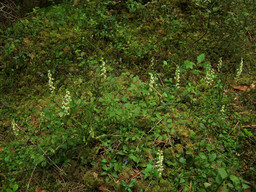 Goodyera repens