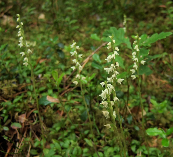 Goodyera repens