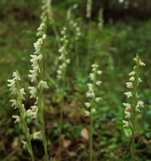 Goodyera repens