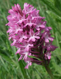 Anacamptis pyramidalis