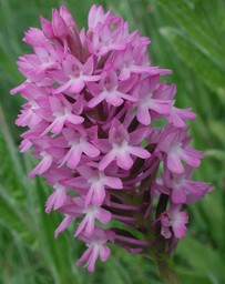 Anacamptis pyramidalis