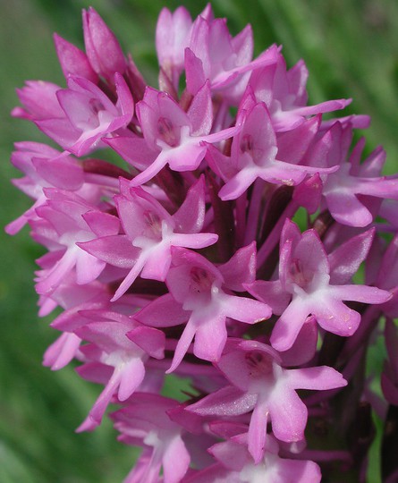 Anacamptis pyramidalis