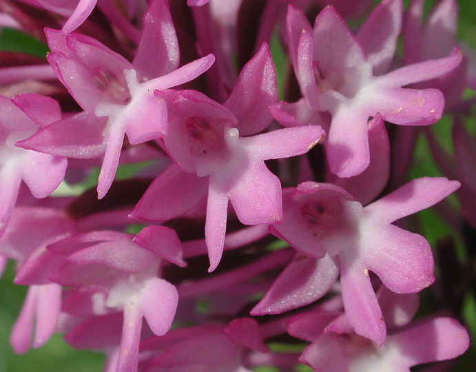 Anacamptis pyramidalis