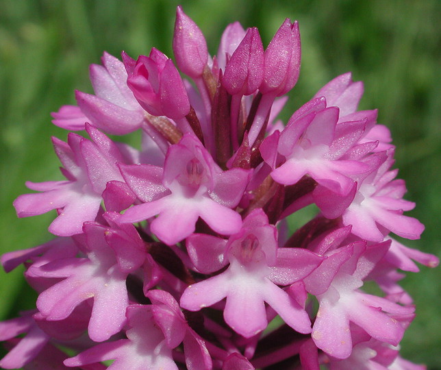 Anacamptis pyramidalis