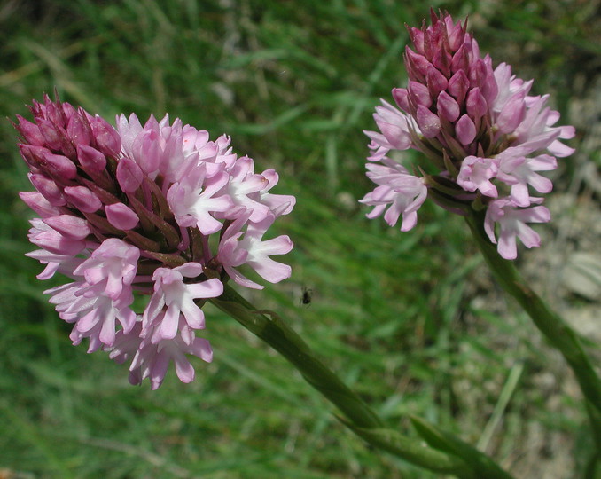 Anacamptis pyramidalis