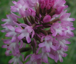 Anacamptis pyramidalis