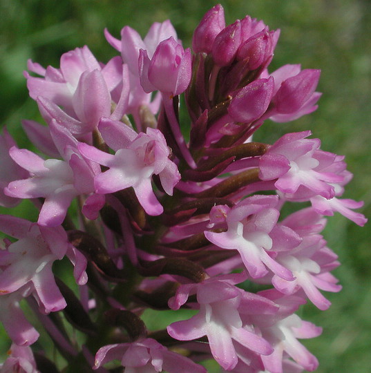 Anacamptis pyramidalis