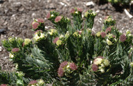 Leucospermum sp.3