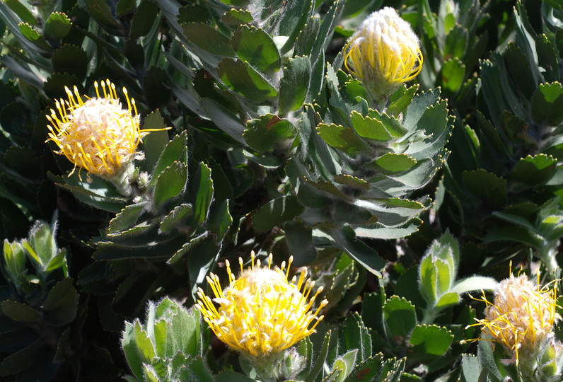 Leucospermum conocarpodendron