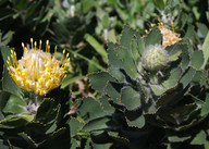 Leucospermum conocarpodendron