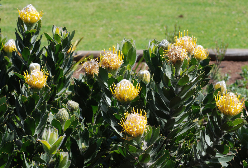 Leucospermum conocarpodendron