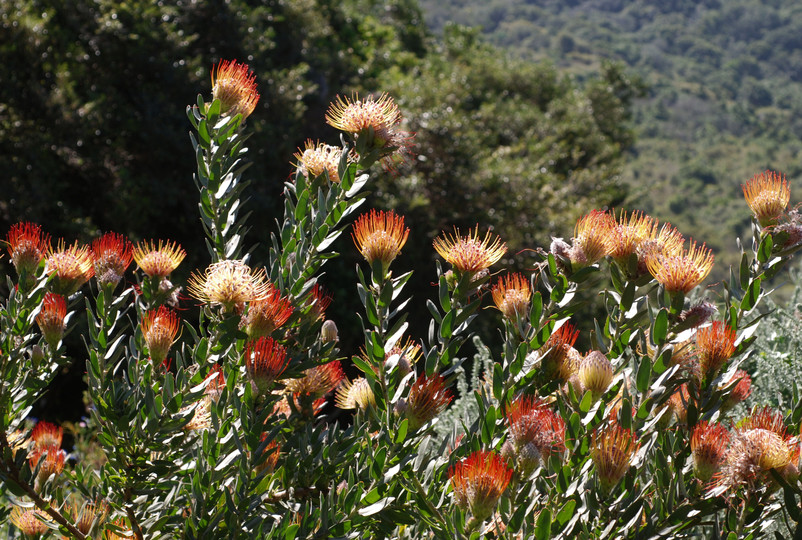 Leucospermum sp.2