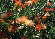 Leucospermum sp.2