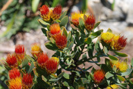 Leucospermum oleifolium