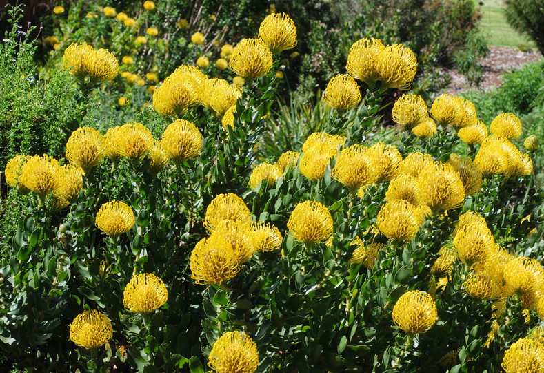 Leucospermum cordifolium