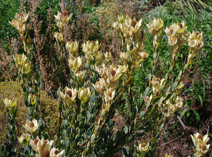 Leucadendron sp.1