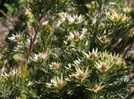 Leucadendron sessile